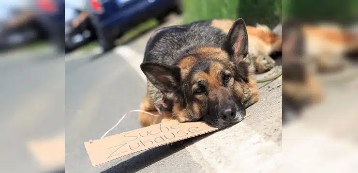 ausgesetzter Hund wartet am Straßenrand