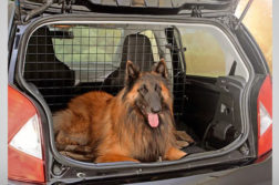 Hundegitter für kleine Autos
