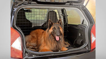 Hundegitter für kleine Autos