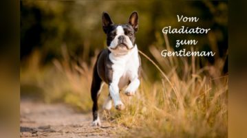 rennender Boston Terrier