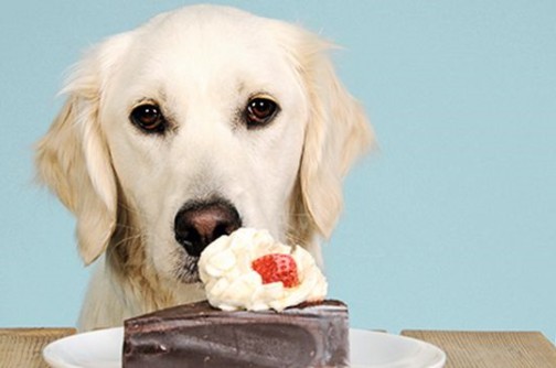 Milz des Hundes » DER HUND