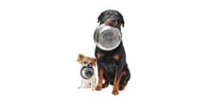 Ist Katzenfutter Schlecht Für Hunde Das Sagt Der Tierarzt