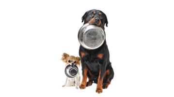 Hund Rasse fütterung rassespezifisch