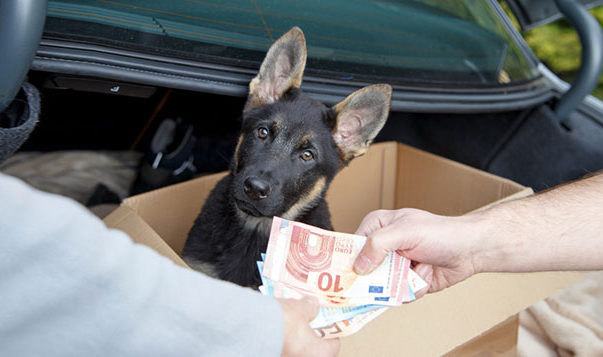 VDH stellt Parteien hundespezifische Fragen Thema Wahl Welpenhandel Parteien