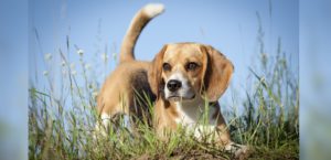 Beagle im Gras