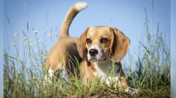 Beagle im Gras