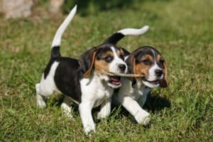 spielende Beagle-Welpen