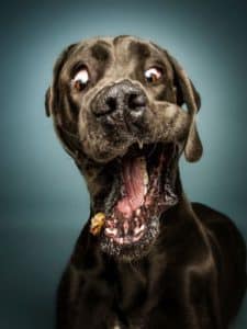 Dogge Bobba schnappt nach einem Leckerli