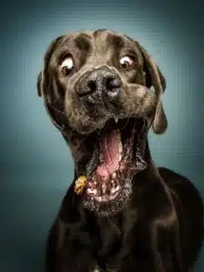 Dogge Bobba schnappt nach einem Leckerli