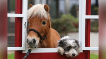 Auf zur Messe: Hund & Pferd Hund und Pferd gemeinsam