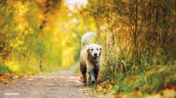 Bewegung im Herbst ist gesund