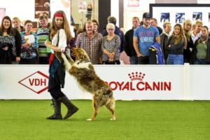 Hundeshow
