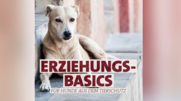 Hunde aus dem Tierschutz sollte man langsam eingewöhnen