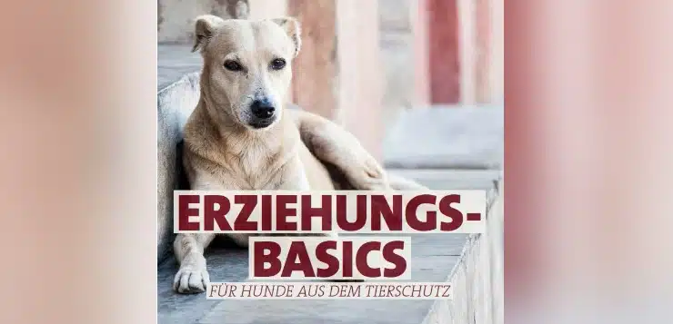 Hunde aus dem Tierschutz sollte man langsam eingewöhnen