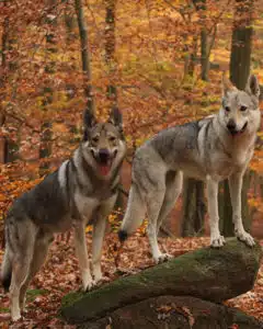 Tschechoslowakische Wolfhunde im Wald im Herbs