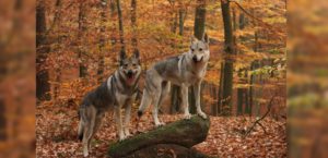 Tschechoslowakische Wolfhunde im Wald