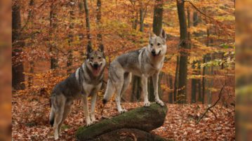 Tschechoslowakische Wolfhunde im Wald