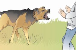 aggressiver Hund