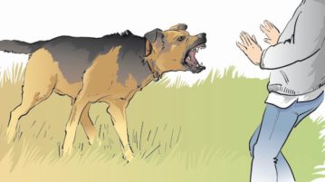 Die Beißgrade nach O’Heare aggressiver Hund