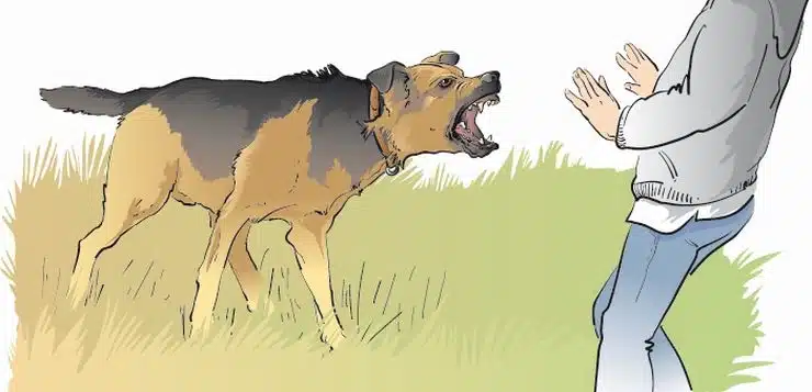 aggressiver Hund