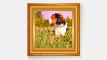 Gewinner Ausgabe 11/17 Kooikerhondje sitzt auf einer Wiese.