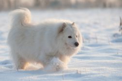 Samojede geht durch Schnee