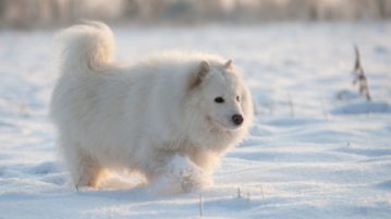 Samojede geht durch Schnee