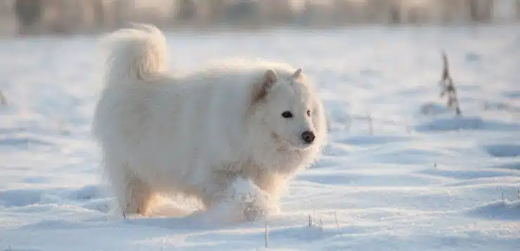 Samojede geht durch Schnee