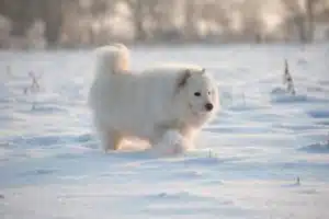 laufender Samojede