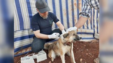 Tierarzt im syrischen Aleppo