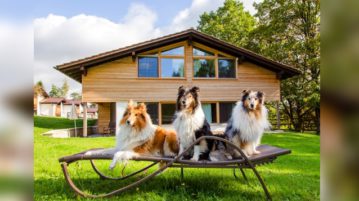 Gut Feuerschwendt – Urlaub mit dem Hund