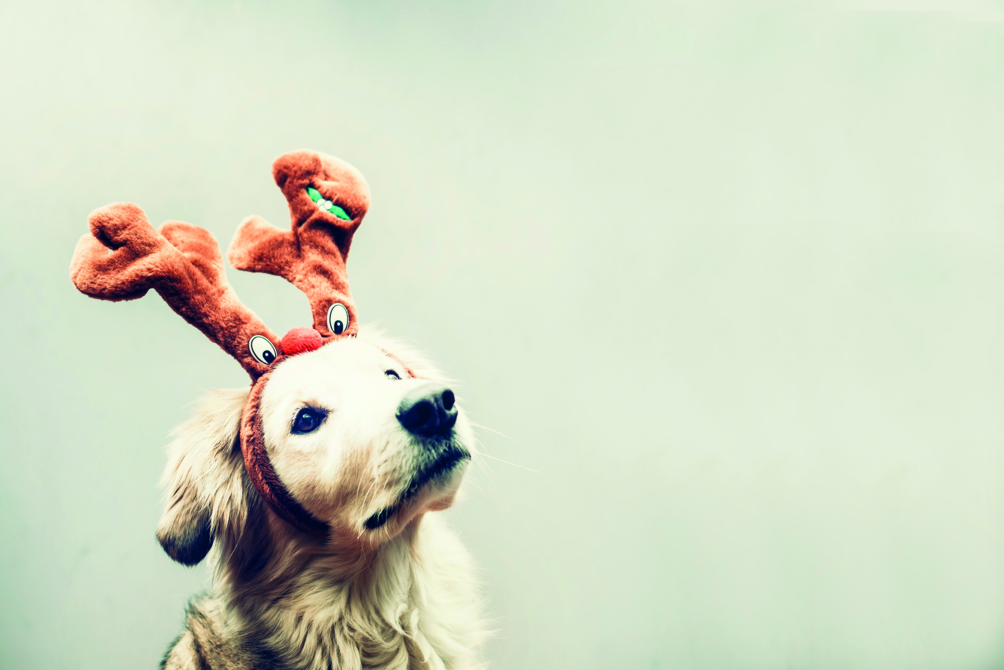 Weihnachtsessen für den Hund: Genuss ohne Reue