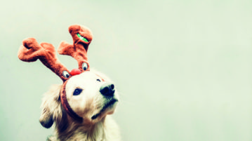 Weihnachten Fütterung Futter Weihnachtsessen