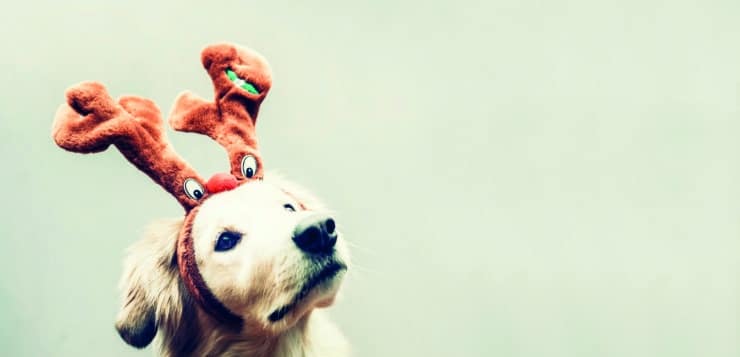 Weihnachten Fütterung Futter Weihnachtsessen