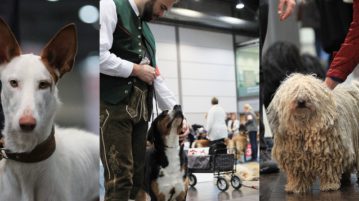 Hunde der World Dog Show 2017
