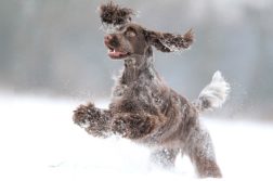 Cocker Spaniel im Schnee