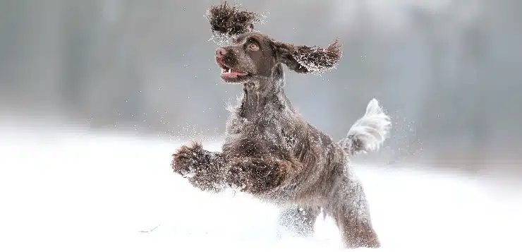 Cocker Spaniel im Schnee