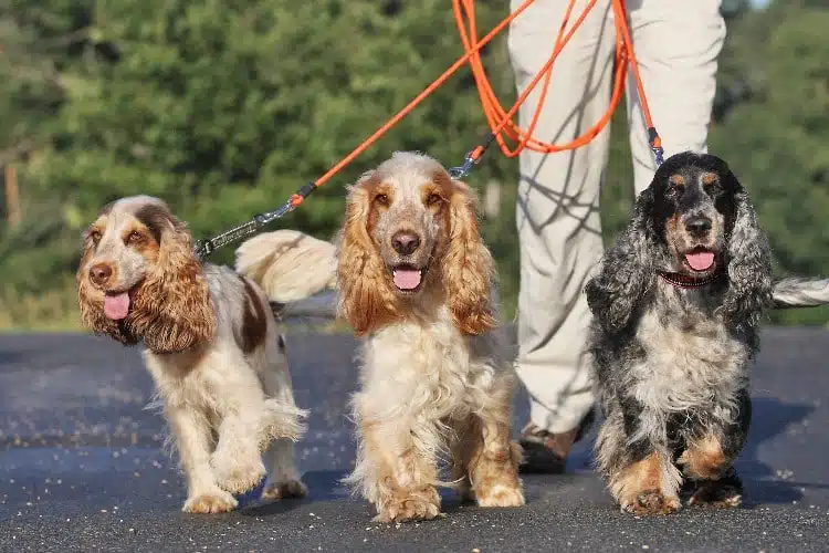 Drei Cocker Spaniels gehen an der Leine spazieren