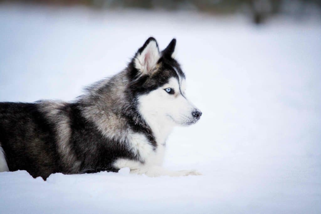 Siberian Huskys sind perfekt auf das Leben in Schnee und Kälte vorbereitet. 