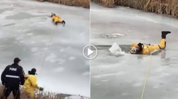 Hund bricht in gefrorenem Fluss ein – doch ein Feuerwehrmann gibt ihn nicht auf