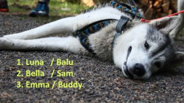 Das waren 2017 die beliebtesten Hundenamen Husky liegt und macht nach Sport eine Pause