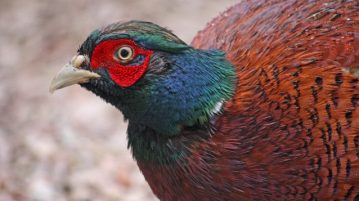 Fasan, Vogel