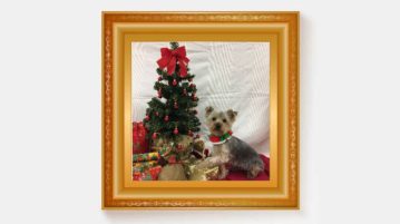 Gewinner Ausgabe 01/18 Yorkshire Terrier vor Weihnachtsbaum