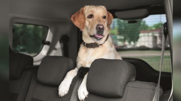 Hund sitzt im Auto