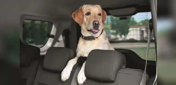 Hund sitzt im Auto