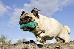 Mops apportiert