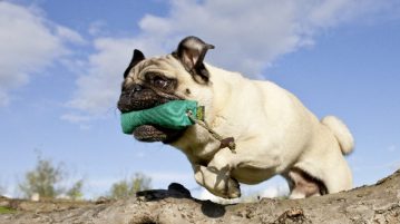 Mops apportiert