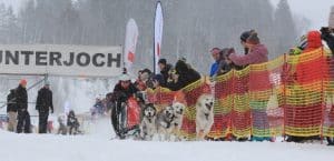 Schlittenhunde rennen im Startbereich
