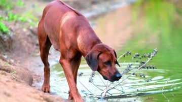 Hundenahrung für Körper und Seele Naturavetal Hundenahrung