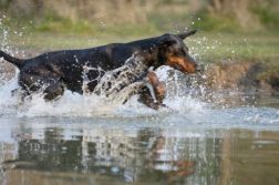 Dobermann rennt im Wasser